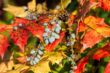 Mahonia Japonica also known as the Oregon grape an evergreen garden shrub native of Asia, stock photo imageの写真素材