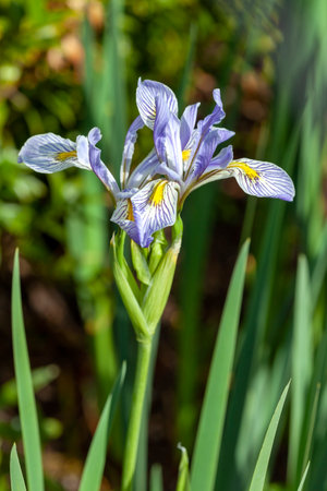 Iris missouriensis a spring flowering plant with a blue purple springtime flower commonly known as Missouri fla or western blue flag, stock photo imageの写真素材