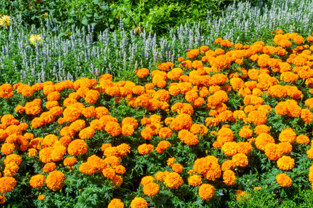 Flower bed border of marigolds which are a yellow summer flowering plant growing in a public park formal garden in July, stock photo imageの写真素材
