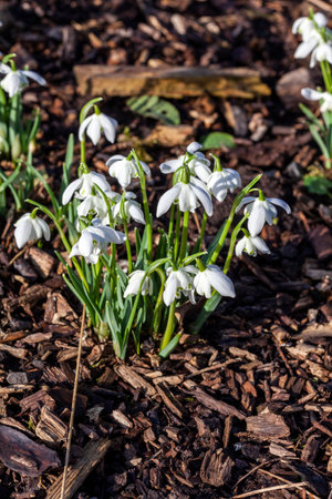 Snowdrops (galanthus) Flore Pleno an  early winter spring flowering  bulbous plant with a white springtime double flower which opens in January and February in a woodland wildflower setting, photoの写真素材