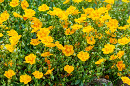 Helianthemum 'Old Gold' a yellow herbaceous springtime summer flower plant commonly known as rock rose, stock photo imageの写真素材