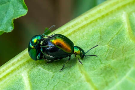 insect bug mating also known as green sorrel beetle stock photo