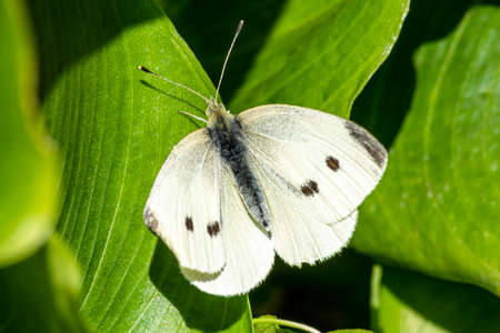 Small White Butterfly with wings outstretched in spring stock photoの写真素材