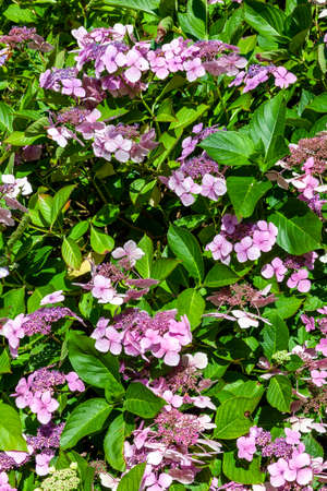 Hydrangea a summer lacecap flowering shrub plant with a purple pink summertime flower which opens from June to August, stock photo imageの写真素材
