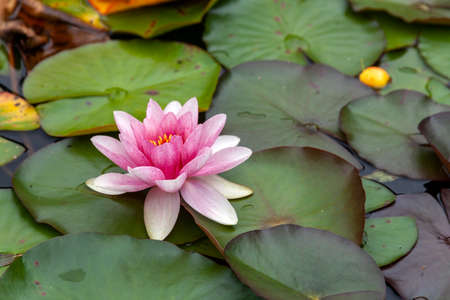 Water lily a summer flowering plant with pink summertime flower from June until September and...