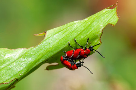 Red lily beetle (Lilioceris lilii ) insect  mating which is a garden scarlet bug pest eating leaves...