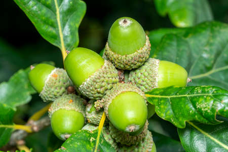 Acorns growing on an oak tree branch showing fresh green growth, stock photo image