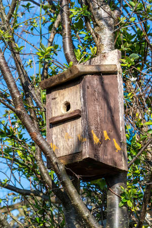 Bird box or birdhouse attached to a woodland tree in preparation for the bird mating season, stock...
