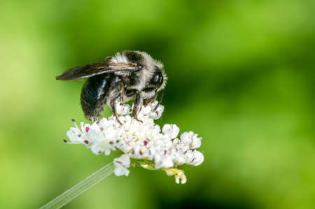 Ashy mining bee (Andreno cineraria) a solitary black and white bumblebee flying insect, stock photo imageの写真素材