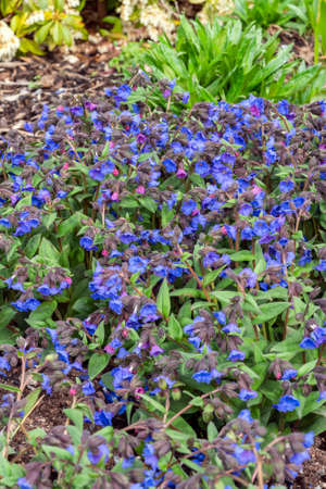 Pulmonaria 'Blue Ensign' a spring flowering plant found in the spring flower season which is commonly known  as lungwort, stock photo imageの写真素材