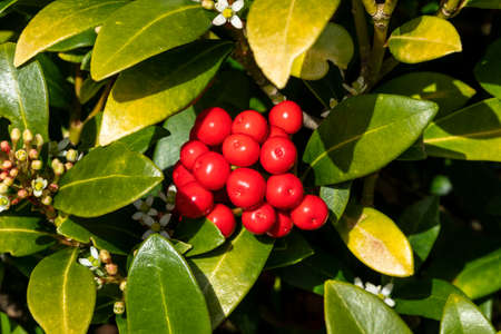 Skimmia japonica subsp reevesiana a spring flower shrub plant with red springtime berries, stock...