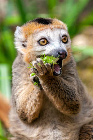 Crowned Lemur (Eulemur coronatus) a primate found in the Madagascar jungle rainforest, stock photo imageの写真素材