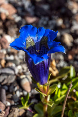 Gentiana occidentalis a spring flowering plant with a blue springtime flower commonly known as Pyrenean trumpet gentian, stock photo imageの写真素材