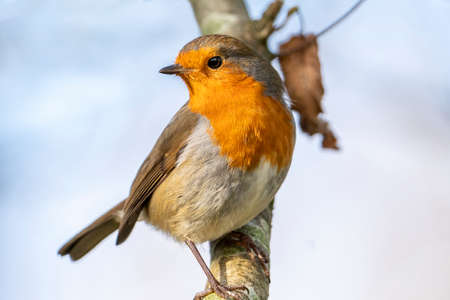 Robin redbreast ( Erithacus rubecula) bird a British garden songbird with a red or orange breast often found on Christmas cardsの写真素材