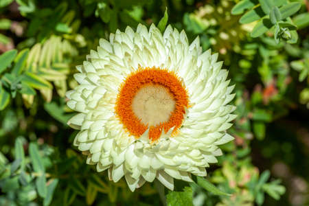 Helichrysum bracteatum a white yellow summer flowering plant commonly known as Everlasting flower or strawflower, stock photo imageの写真素材