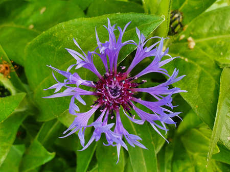 Centaurea montana a summer flowering plant with a blue summertime flower commonly known as Mountain...