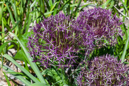Allium hollandicum 'Purple Sensation' a bulbous summer flowering plant with a round violet summertime flower commonly known as an ornamental onion, stock photo imageの写真素材