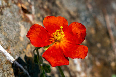 Helianthemum 'Henfield Brilliant' a summer flowering evergreen small shrub plant with an orange red...