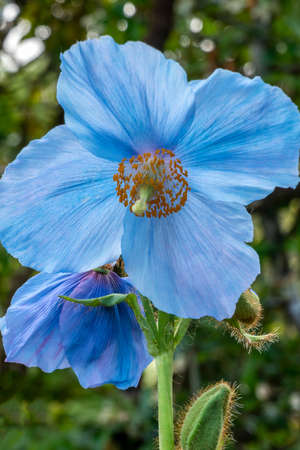 Meconopsis 'Lingholm' (Fertile Blue Group) a spring summer flowering plant with a blue summertime flower commonly known as Himalayan blue poppy, stock photo imageの写真素材