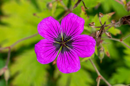 Geranium x Oxonianum 'Wageningen' a summer flowering plant with a pink purple summertime flower...