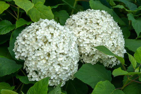 Hydrangea Arborescens 'Annabellea' summer autumn fall flowering plant with a white summertime...