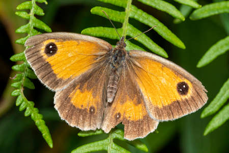 Gatekeeper Butterfly (Pyronia tithonus) a flying insect commonly known as Hedge Brownの写真素材