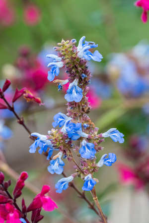 Salvia Uliginosa a summer autumn fall flowering plant with a blue summertime flower commonly known as bog sage, stock photo imageの写真素材