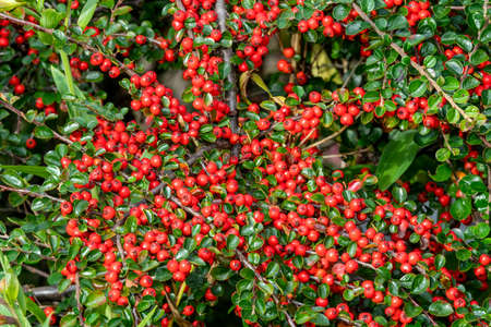 Cotoneaster horizontalis a spring dwarf spreading shrub hedging plant with red berries and leaves in...