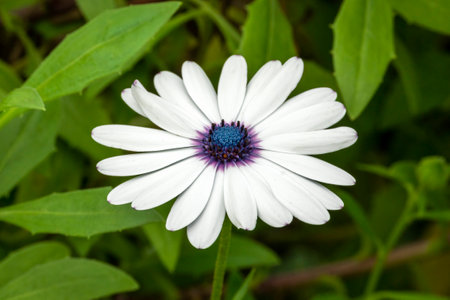 Osteospermum Ecklonisa summer flowering plant with a white summertime flower commonly known as African daisy, stock photo imageの写真素材