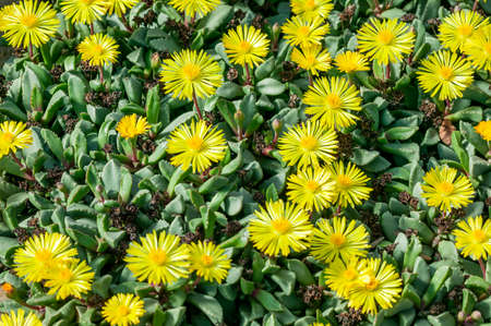 Hereroa Tugwelliae a succulent cactus flowering plant with a yellow flower commonly known as Prince Albert Vygie, stock photo imageの写真素材