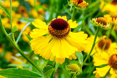 Helenium 'Blutentisch' a late summer autumn flowering plant with a yellow fall flower commonly known as sneezeweed, stock photo imageの写真素材