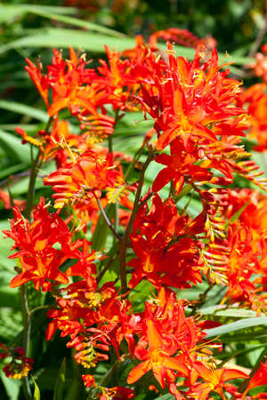 Crocosmia 'Spitfire' a summer autumn flowering plant with an orange red summertime flower also  known as montbretia, stock photo imageの写真素材