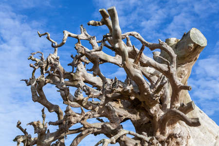 Abstract tree roots of an uprooted tropical rainforest plant, stock photo imageの写真素材