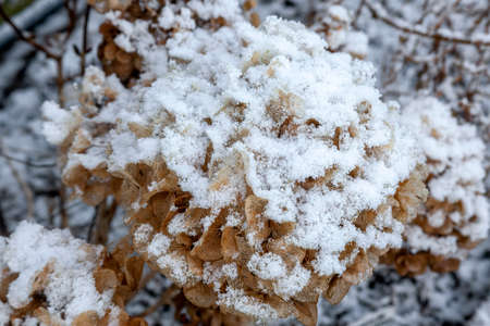 Hydrangea flower plant seed head covered with wintertime snow and ice during the winter months of...
