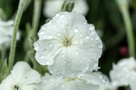 Lychnis coronaria 'Alba' a summer autumn fall flowering plant with a white summertime flower...