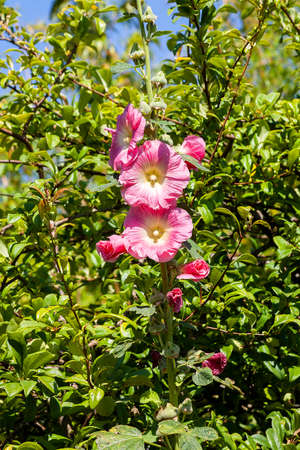 Alcea (althaea rosea) a pink summer tall flower plant commonly known Hollyhock stock photo image