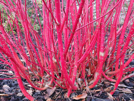 Cornus alba 'Sibirica' shrub with crimson red stems in winter and red leaves in autumn commonly known as Siberian dogwood, stock photo imageの写真素材