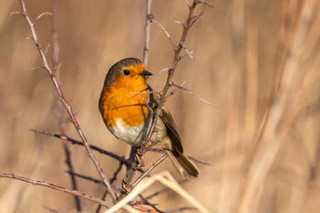 Robin redbreast ( Erithacus rubecula) bird a British European garden songbird with a red or orange...