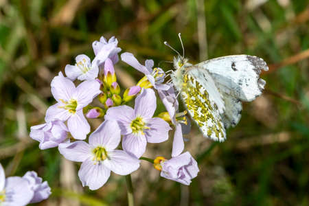 Orange tip butterfly female (Anthocharis cardamines) with its wings outstretched feeding on a cuckoo...