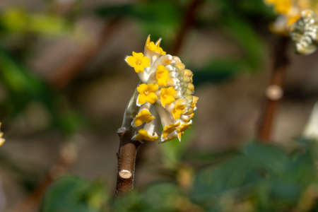 Edgeworthia chrysantha 'Grandiflora' a winter spring flowering shrub plant with a yellow springtime flower commonly known as paper bush, stock photo imageの写真素材