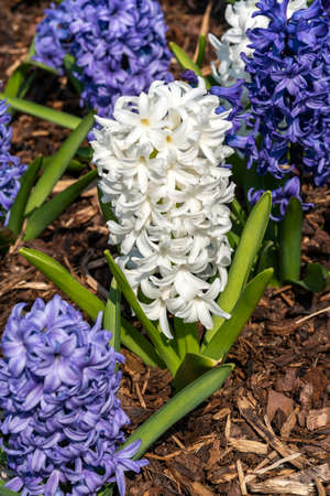 Hyacinth 'Ocean Waves Mix' (Hyacinthus) a spring flowering bulbous plant with a blue or white springtime flower, stock photo imageの写真素材