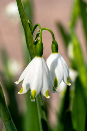 Leucojum aestivum 'Gravetye Giant' a spring flowering plant with a white bell shaped springtime...