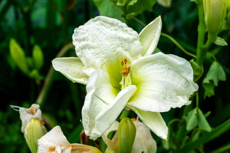 Hemerocallis 'Gentle Shepherd' a spring summer flowering plant with a white summertime flower commonly known as daylily, stock photo imageの写真素材