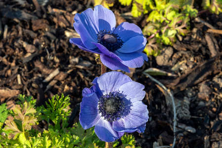 Anemone coronaria 'Hollandia' a spring flowering bulbous plant with a blue springtime flower,  stock photo image