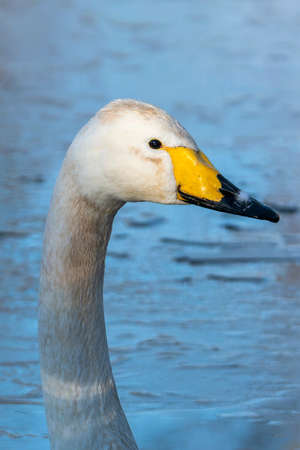 Whooper Swan (Cygnus Cygnus) neck which is a large white common waterfowl bird species found in Europe, stock photo imageの写真素材