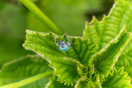 Green nettle weevil ( Phyllobius pomaceus) a common European beetle insect species found in fields...