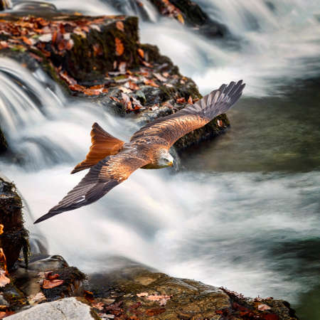 Red Kite (Milvus milvus) bird of prey raptor flying with wings outstretched in flight flying over a rapid waterfall, stock photo imageの写真素材