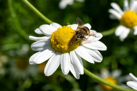 Chamaemelum nobile a summer flowering plant with a white summertime flower commonly known as common...