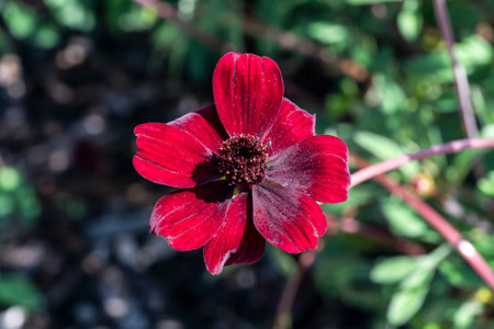 Cosmos atrosanguineus a summer flowering plant with a maroon, red summertime flower commonly known as chocolate cosmos, stock photo imageの写真素材
