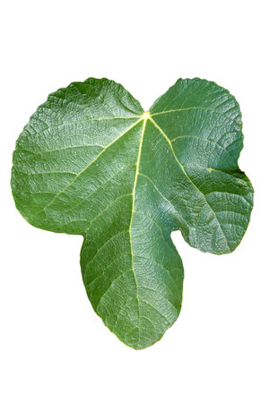 Fig leaf (ficus carica) cut out and isolated on a white background, stock photo image